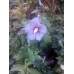 Гибискус сирийский Голубой сатин (Hibiscus syriacus Blue Satin)